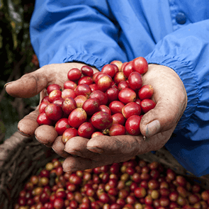 Our Coffee our-coffee-Prova-3-1920x500 Our Coffee